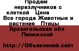 Продам 2 неразлучников с клеткой › Цена ­ 2 500 - Все города Животные и растения » Птицы   . Архангельская обл.,Пинежский 